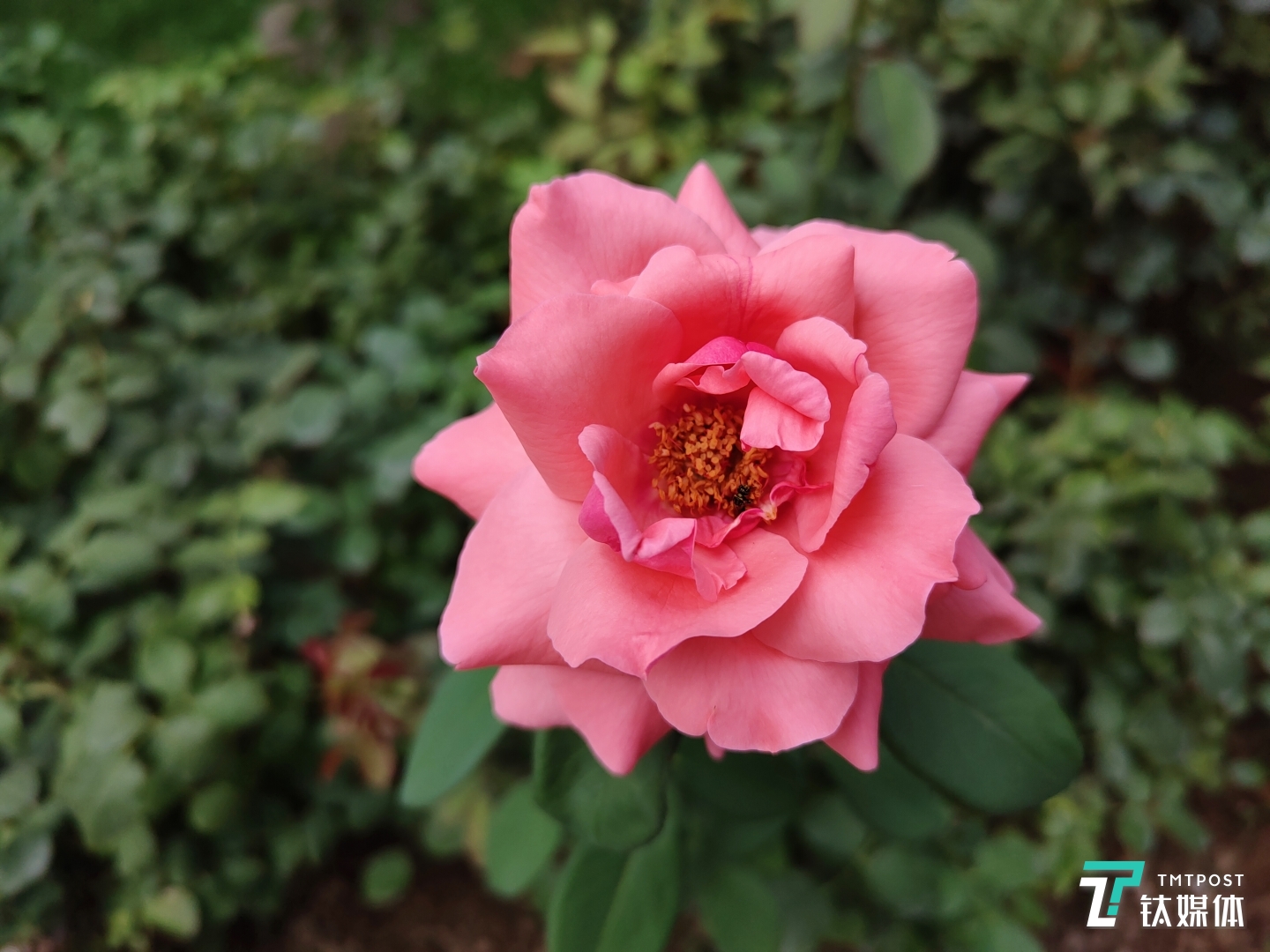 更多样张：焦距：35mm 光圈：f/1.85 快门速度：1/1322 ISO：50