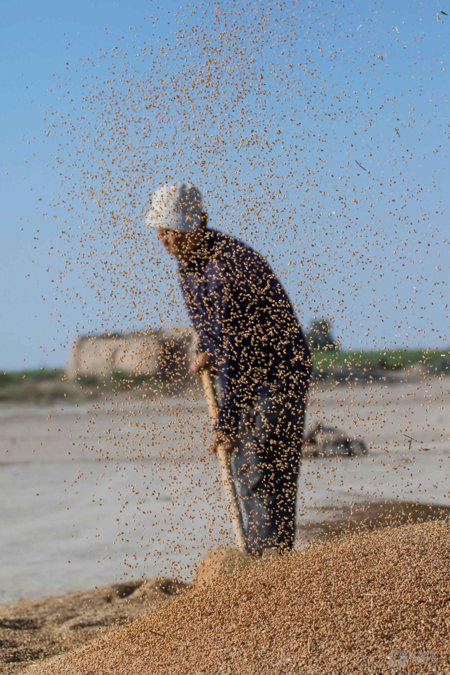 大甩麦。甘肃民勤，老农扬起麦子。