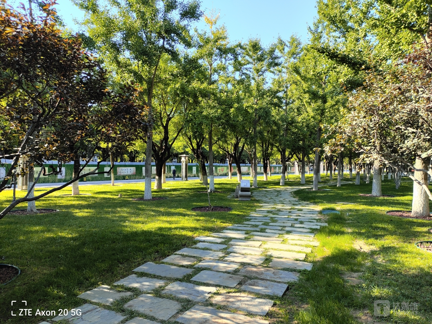 Axon 20 5G-主摄样张2