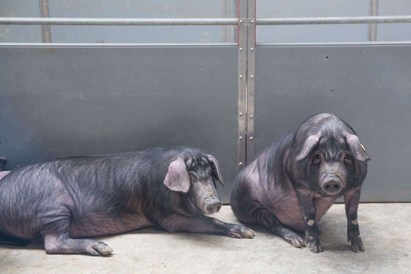 丁家猪。浙江安吉网易猪场，丁家猪的岁月静好。