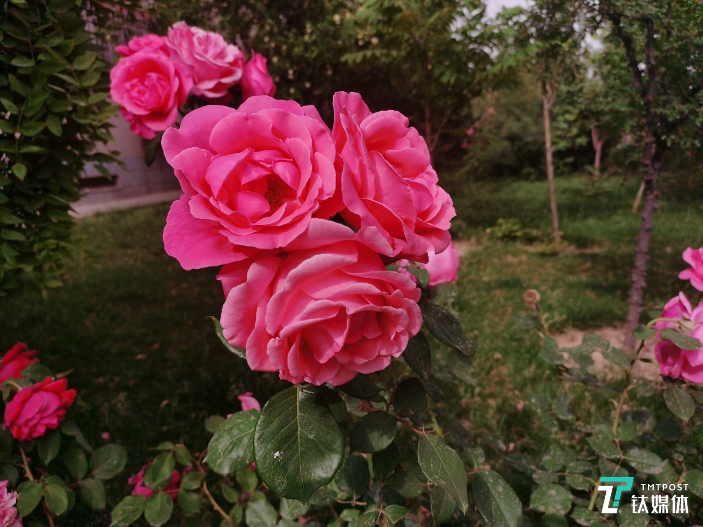 近摄带来的自然虚化