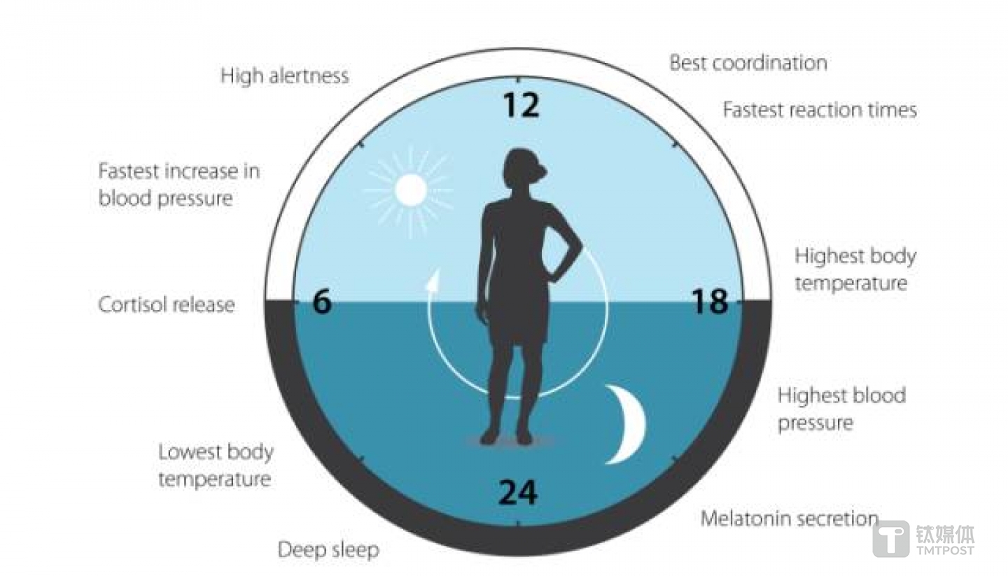 人体在一天中的不同生理活动也受生物钟调控