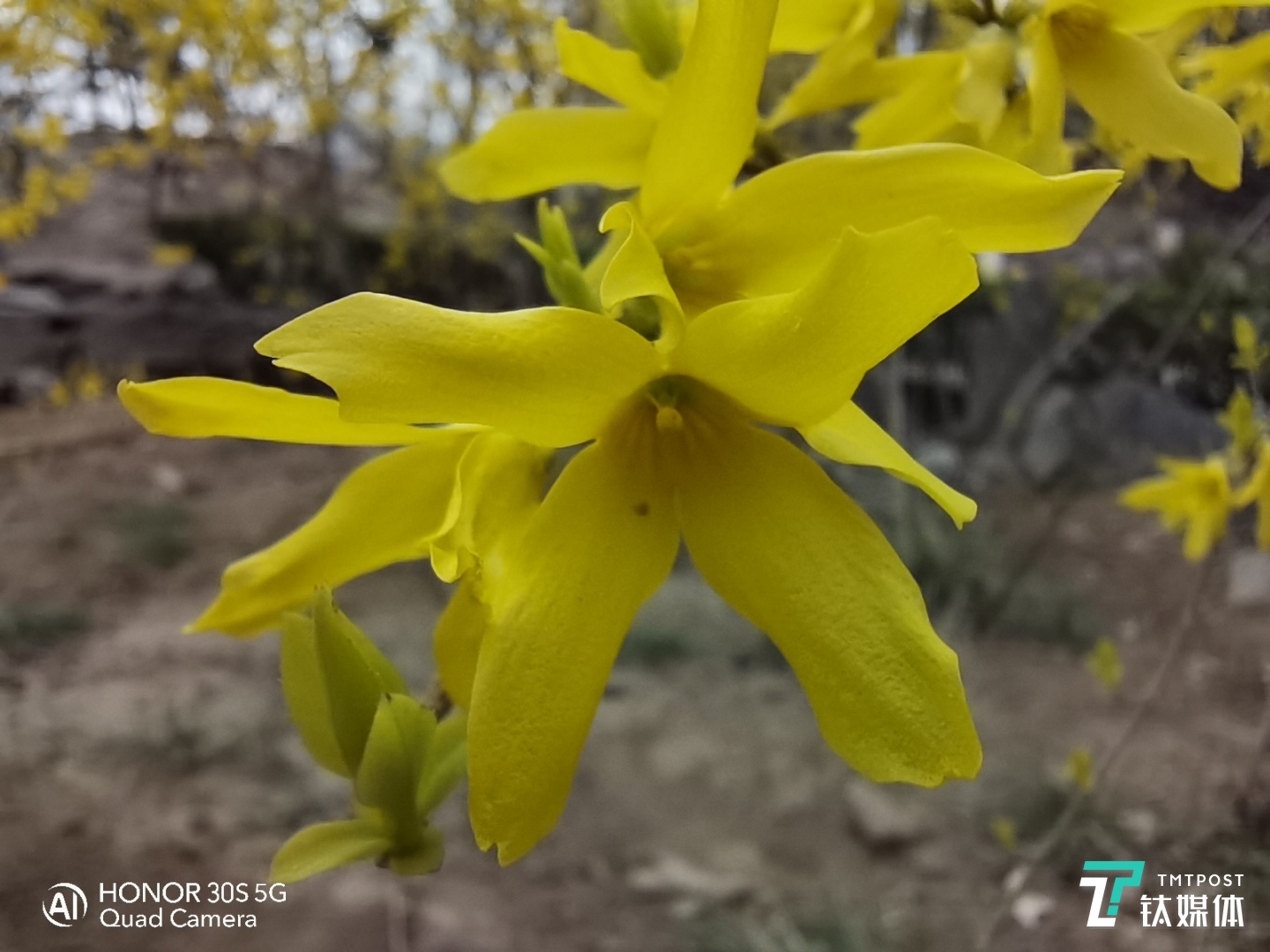 200万像素微距样张