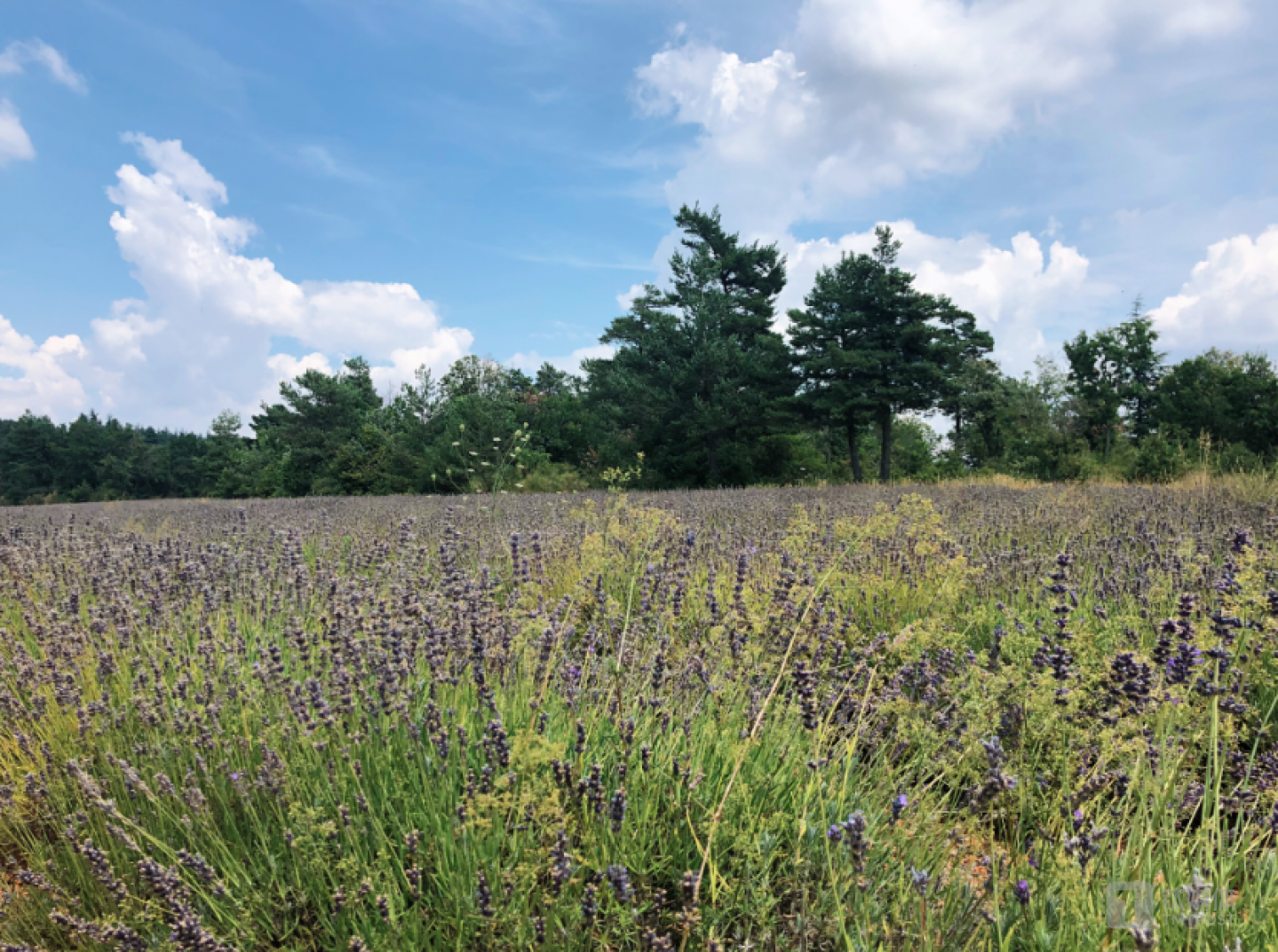 位于阿普特小镇的薰衣草田