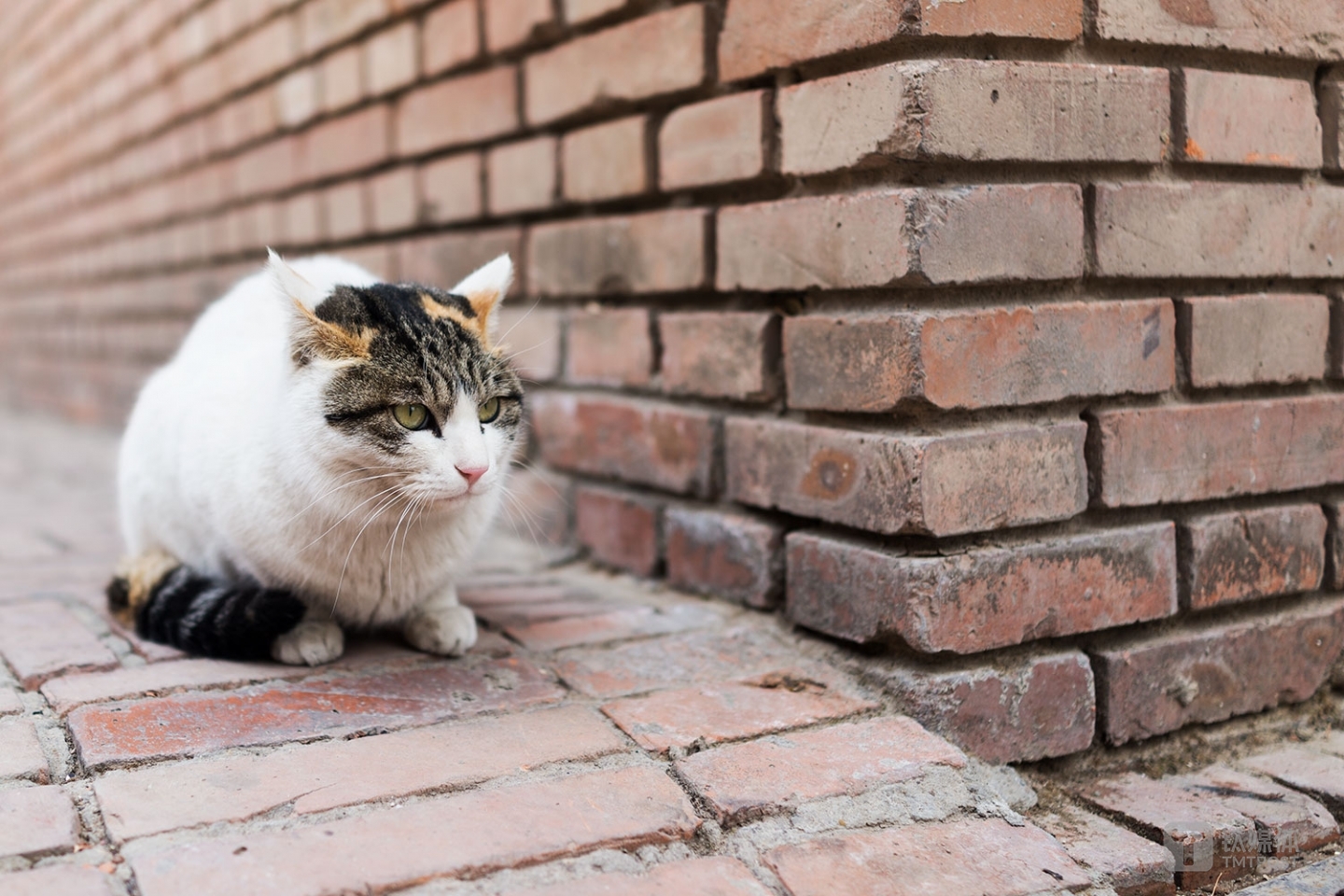 尼康Z7实拍样张