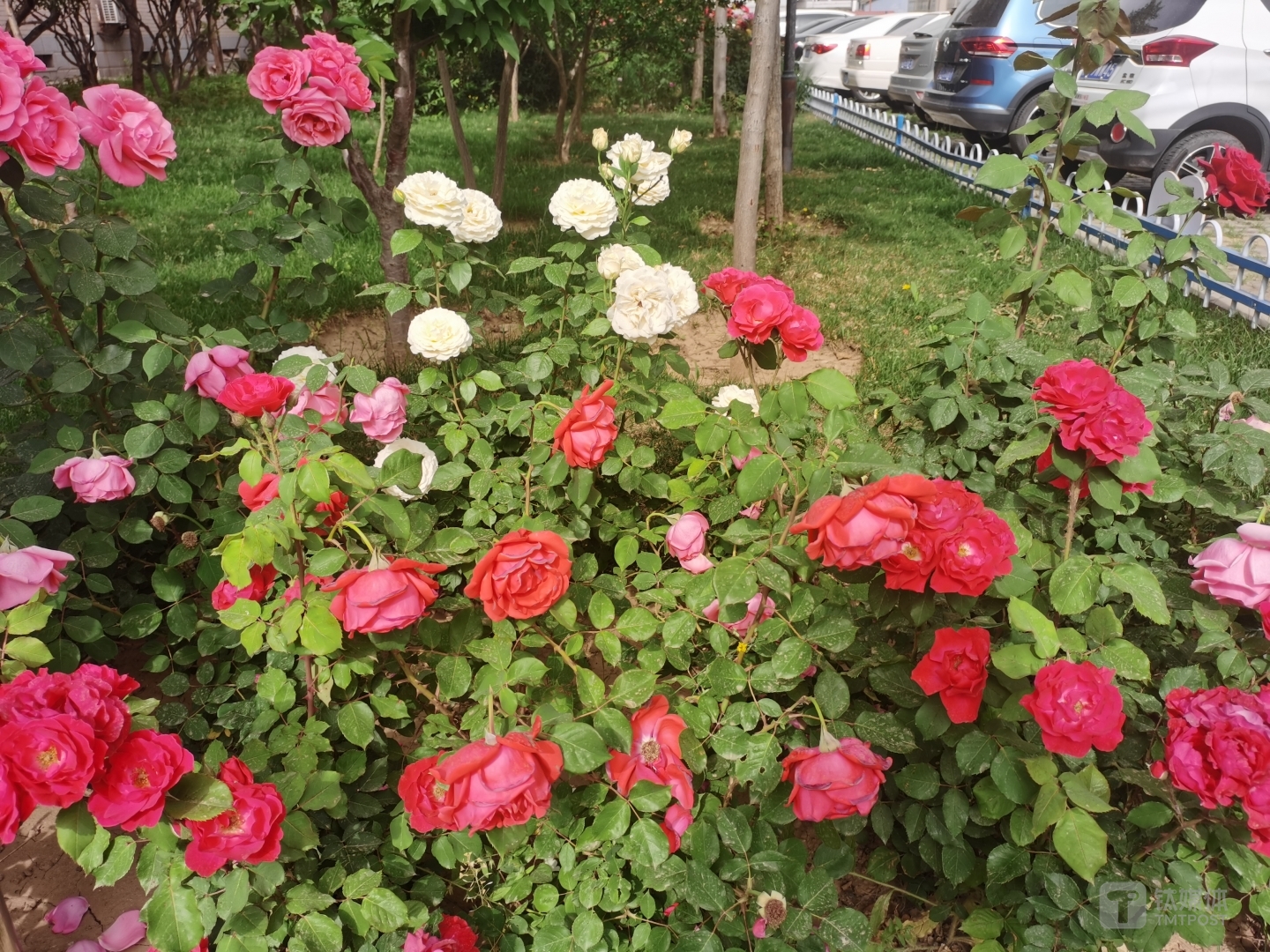 其他样张：焦距5.58mm 光圈：f/1.8 快门速度：1/1600s ISO：50