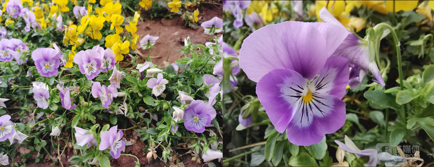 普通视角（左）和微距视角（右）