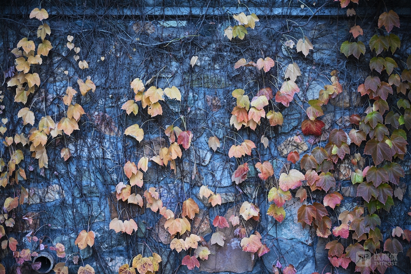 尼康Z7实拍样张