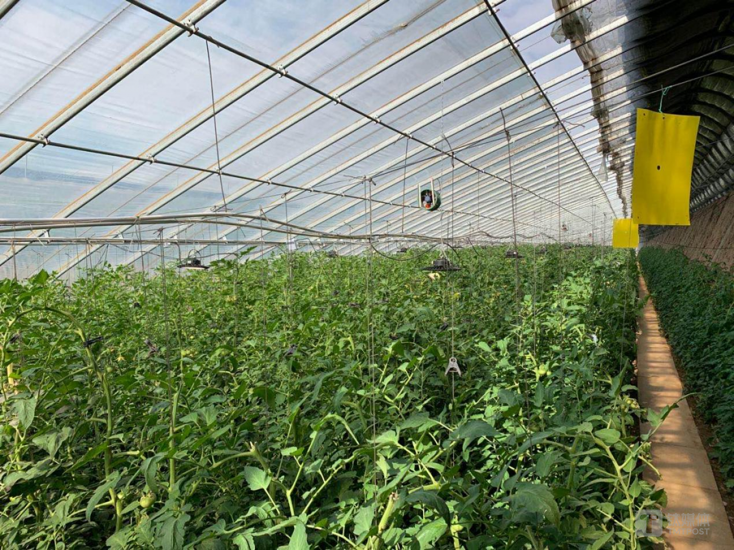 iGrow方案在辽宁温室试点