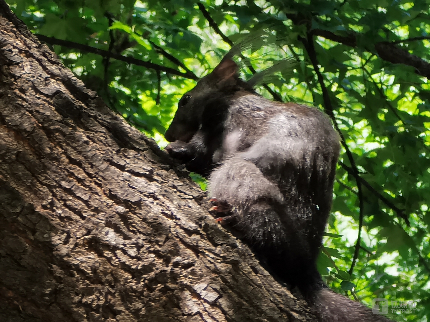 抓拍到树上的松鼠
