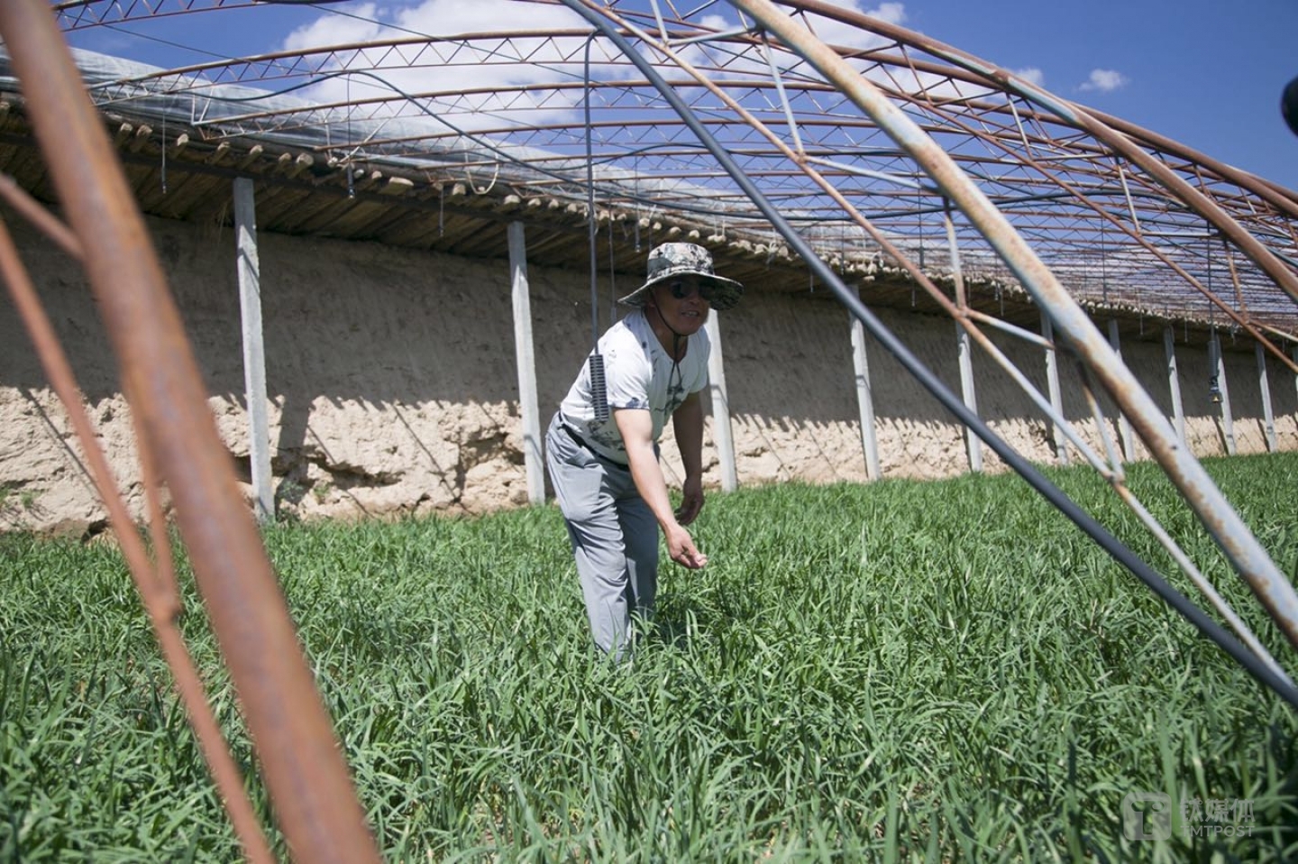宁夏的韭菜种植户马建军