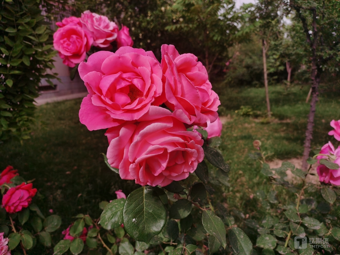 近摄带来的自然虚化