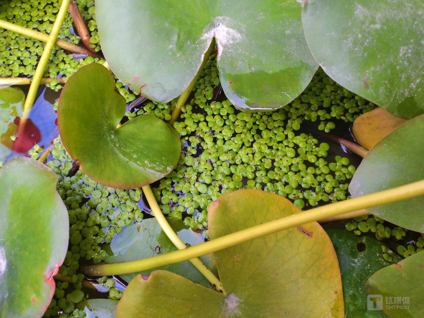 焦距：3.6mm 光圈：f/1.8 快门速度：1/s ISO: