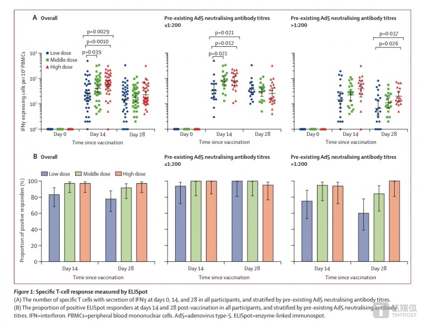 酶联免疫斑点检测 (ELISpot) 中的特异性 T 细胞。（A）：所有参与者在第 0、14 和 28 天分泌干扰素&gamma;（IFN&gamma;）的特异性 T 细胞数量，并通过预置的 Ad5 型腺病毒中和抗体滴度进行分层。（B）：接种后第 14 天和第 28 天，所有参与者中酶联免疫斑点检测呈阳性的比例，并通过预置的 Ad5 型腺病毒中和抗体滴度进行分层。