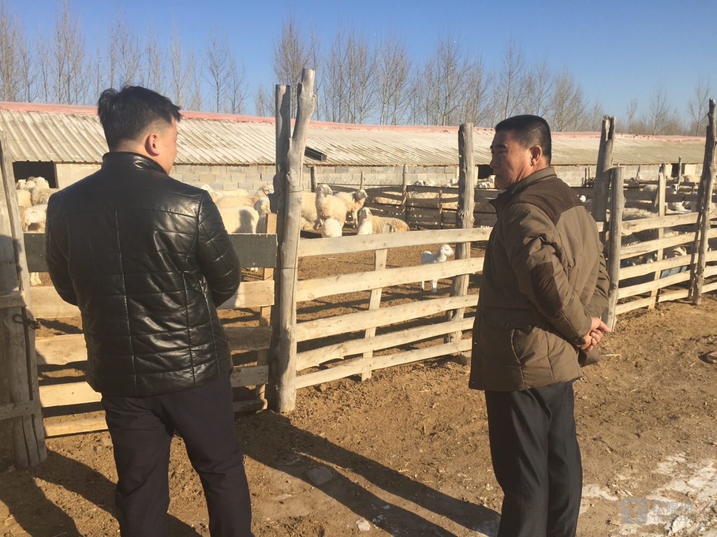 养羊大户王喜才与放贷员交谈