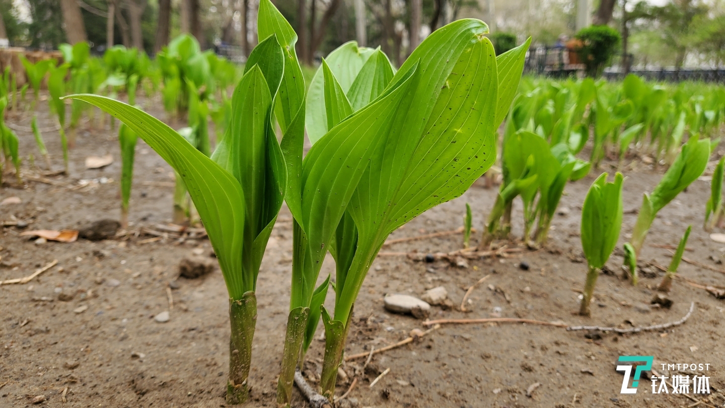 主摄微距摄影样张-焦距：4.25mm，光圈：f/1.8，快门速度：1/173。