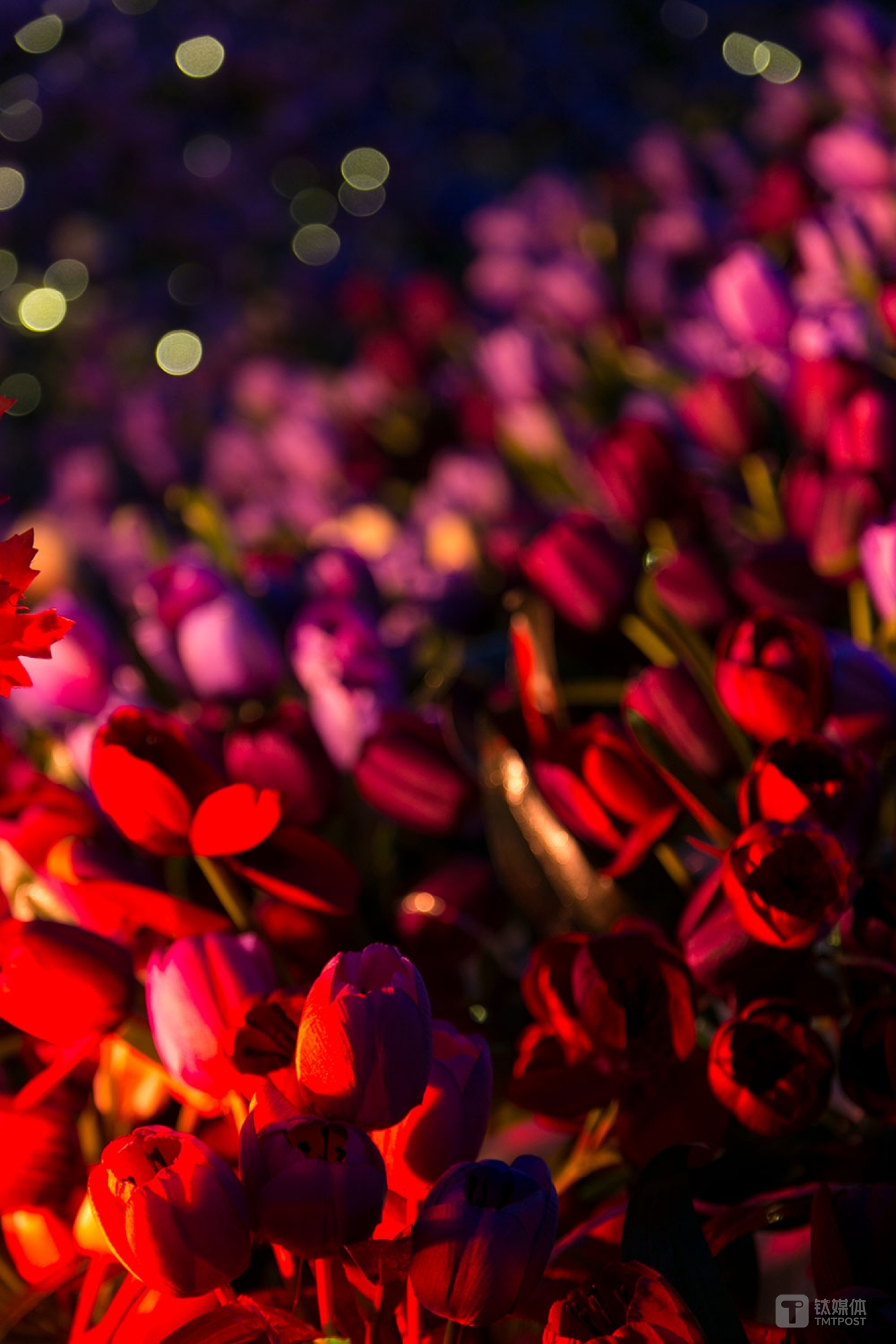 尼康Z7实拍样片，暗光下也有清晰画质