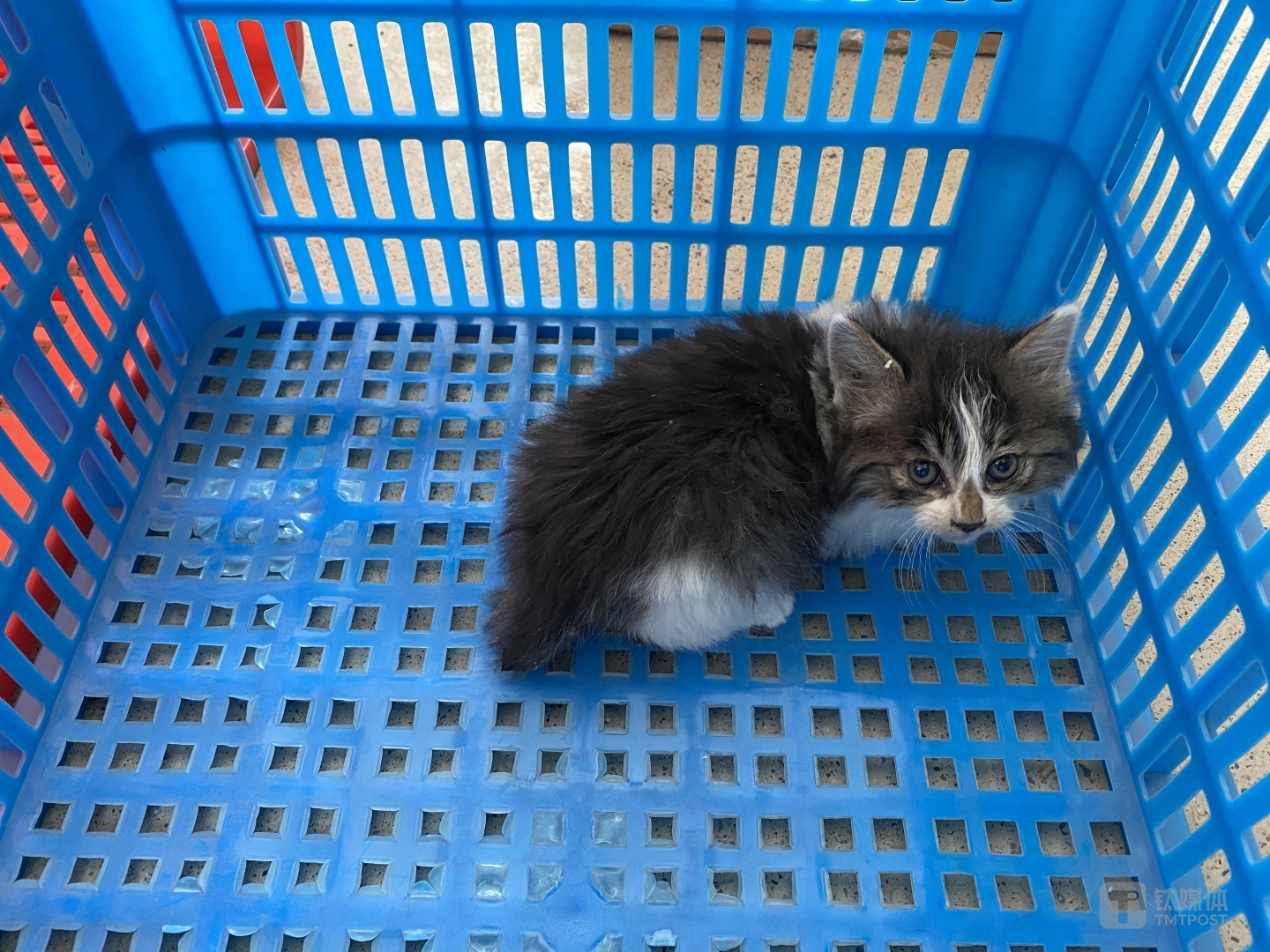 公司附近刚出生的流浪猫